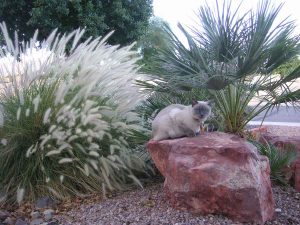 princess enjoying a beautiful arizona day in my front yard