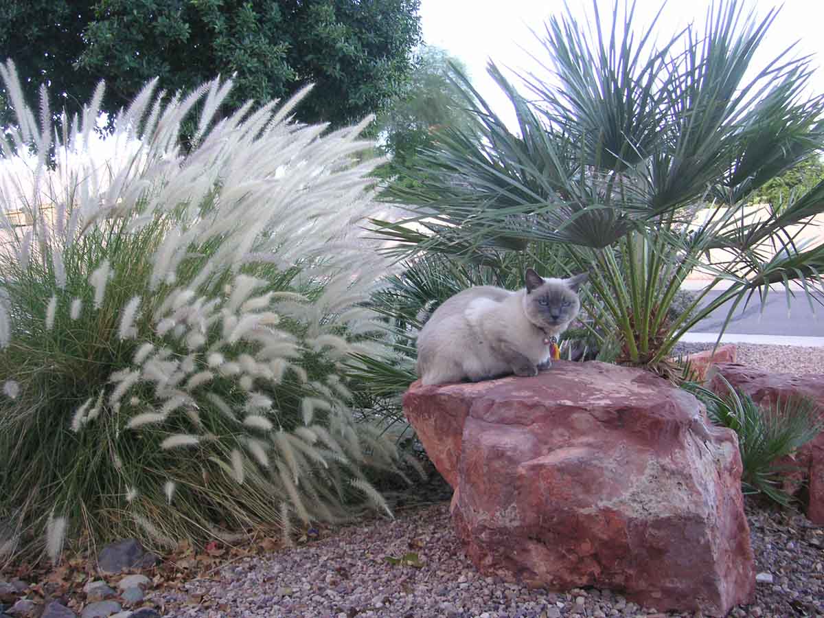 princess enjoying a beautiful arizona day in my front yard
